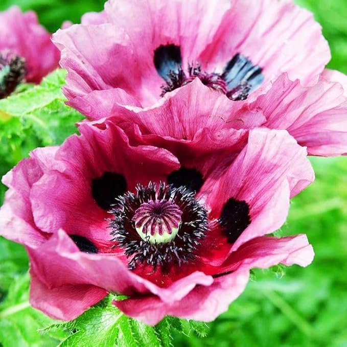 10000+ Perennial Mixed Poppy Flower Seeds for Planting Outdoors-Double Mixture Poppy Garden Non-GMO Heirloom