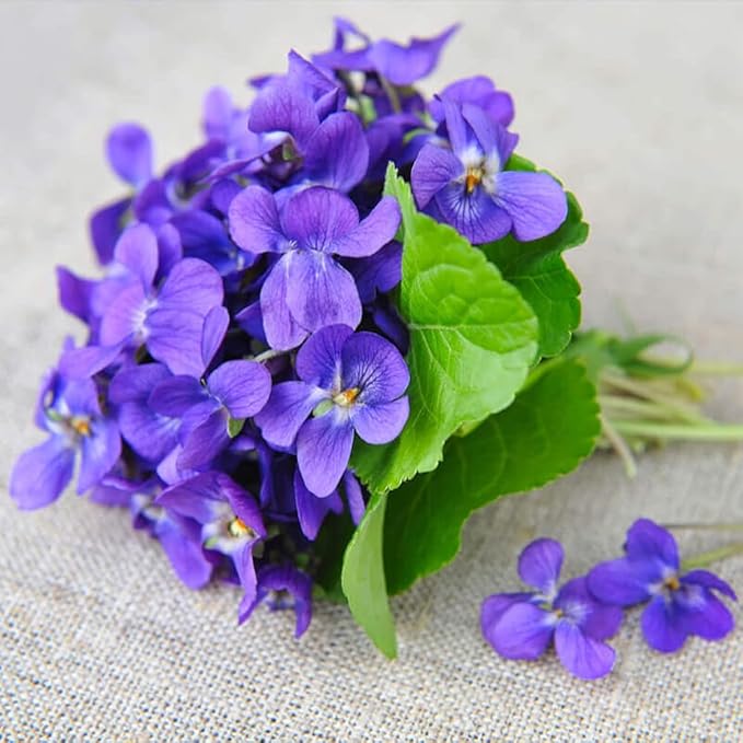 1000+ Viola Seeds -Sweet Violet Flower Seeds for Planting Outdoors,Perennial Viola Violets Flower Seed Non-GMO Fragrant Attract Butterflies & Open Pollinated for Home Garden
