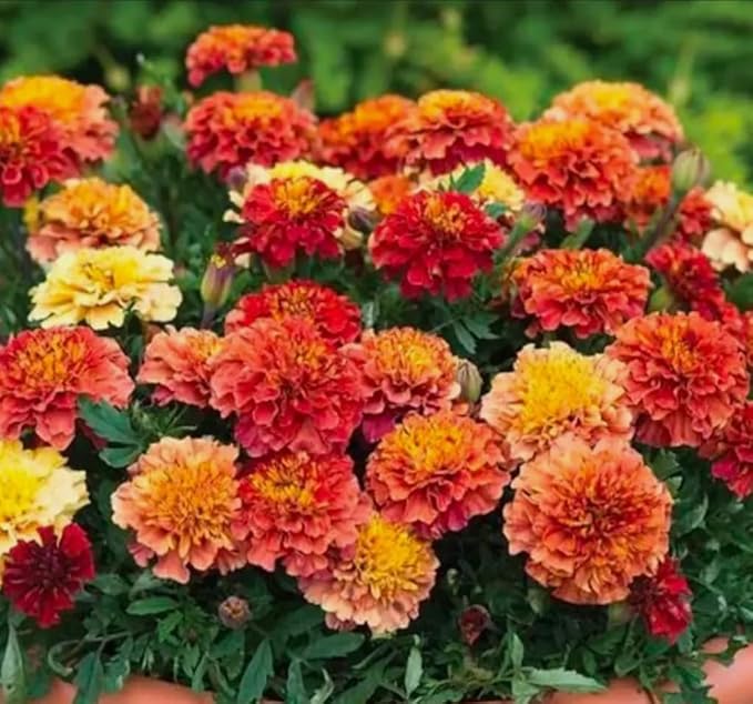 100PCS French Marigold Strawberry Blonde Seeds Tagetes Patula Heirloom Flower Seeds Home Garden