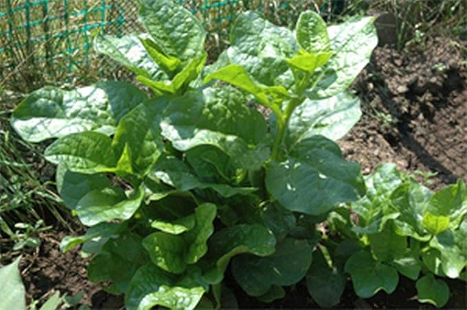 Malabar Spinach (Green Stem Variety) - Excellent for stir-fry cooking or RAW!!!!(100 - Seeds)
