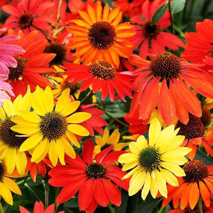 2100+ Mix Echinacea ConeFlower Seeds for Planting-Non-GMO Heirloom Plant Seeds Garden Outdoor-Colored Blooms
