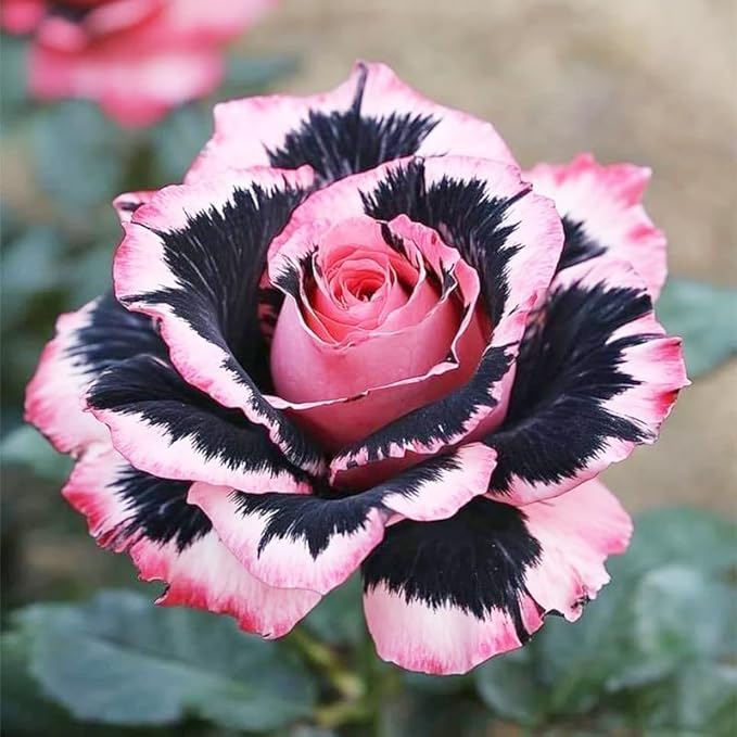Perennial Rose Seeds 29pcs– Colorful Garden Flowers – Easy Care & Long Blooming Variety