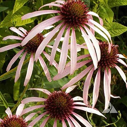 Outsidepride Pale Purple Echinacea Coneflower Seeds - 1000 Pcs Perennial, Drought-Tolerant, Deer Resistant Flower Seeds for Planting, Ideal Nectar Source for Pollinator-Friendly Gardens & Landscapes