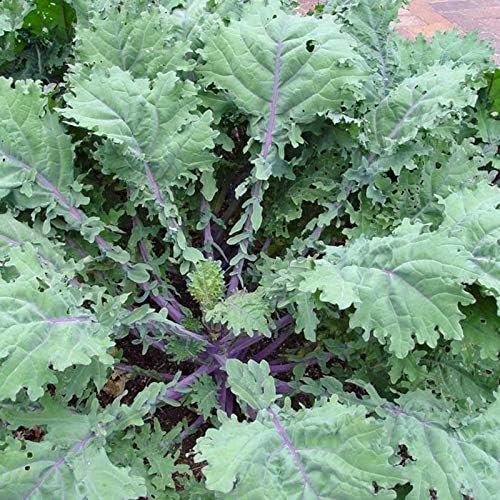 500 Organic Red Russian Kale Seeds for Planting Heirloom Non GMO 1.75+ Grams Garden Vegetable Bulk Survival