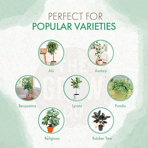 Organic Fiddle Leaf Fig Tree Plant Food - Liquid Fertilizer for Potted Figs - Nutrient Rich Formula to Grow Healthy Indoor and Outdoor Ficus Plants (8 oz)