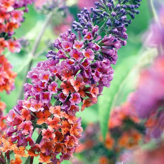 Butterfly Bush Seeds for Planting, 310 PCS – Perennial Buddleja Flower Pollinator-Friendly Shrub Seeds for Outdoor Garden