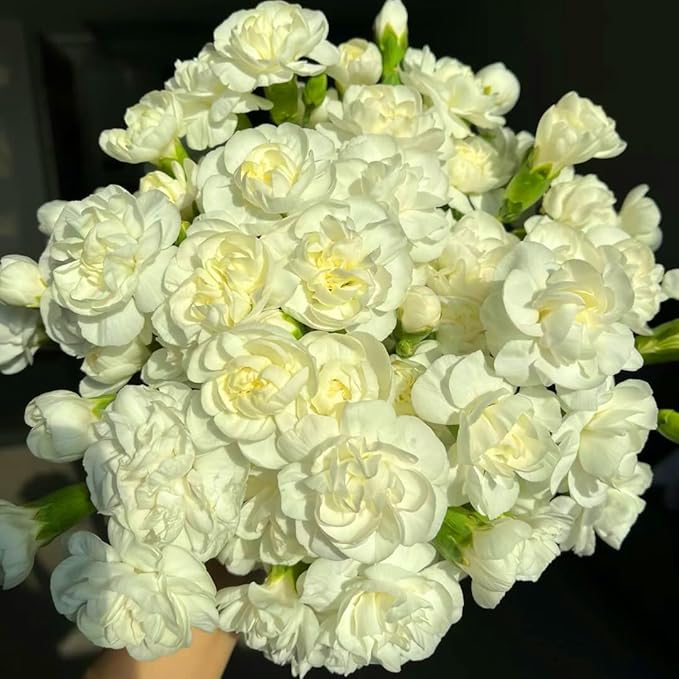 Climbing Jasmine Seeds for Planting, 400+pcs Fragrant Climber Jasmine Perennial Flower Seeds Plants, Heirloom Non-GMO Beauty Climbing Flowers for Home Garden Outdoors