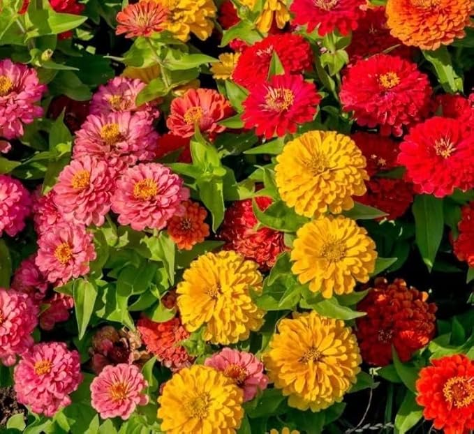 1000 Mixed 𝗨𝗦𝗔 𝗣𝗥𝗘𝗠𝗜𝗨𝗠 Zinnia Seeds - Non-GMO Heirloom Flower Seed | Large Blooms & Easy to Grow, Multi-Colors | Ideal for Pollinator Gardens, Borders & Containers