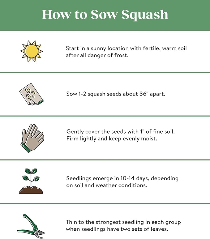 Burpee Saffron Summer Squash Seeds 100 seeds