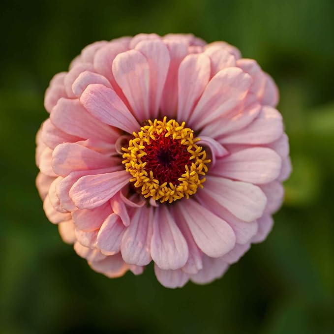 Eden Brothers Zinnia Seeds - Miss Willmott, Non-GMO Seeds for Planting, 1 oz | Low-Maintenance Flower Seeds, Plant During Spring, Zones 3, 4, 5, 6, 7, 8, 9, 10