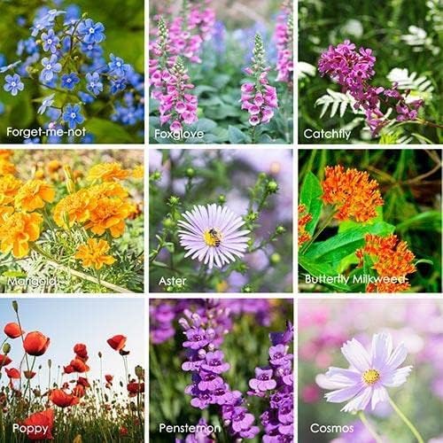 2026 EarlyBird-Sow in Spring/Fall. Mixed Wildflower Seed Attract Bees,Attract Butterflies,Pollinators, for Home Garden&Container Garden(Wildflower Seeds-Hummingbird & Butterfly Mix,5g)