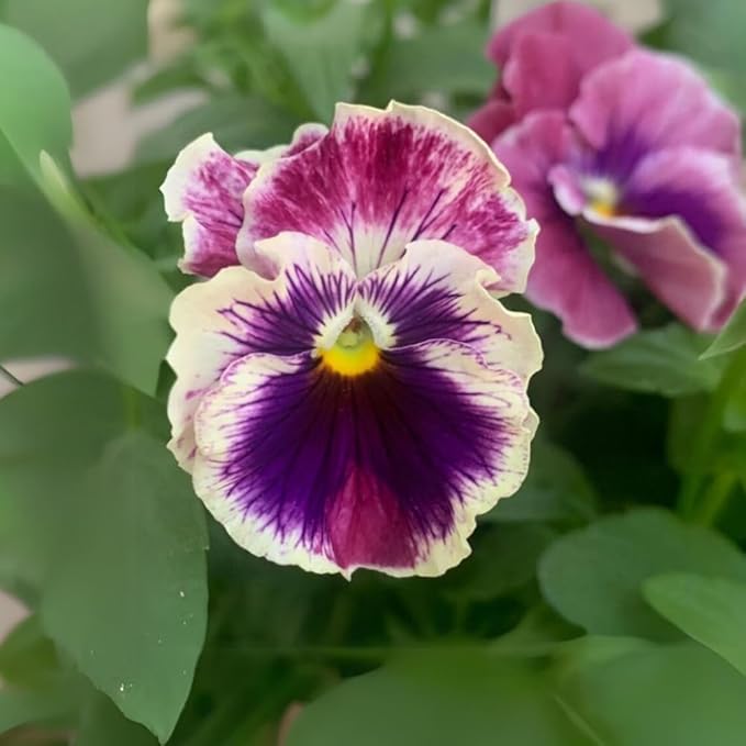 100+ Chianti Mix Pansy Seeds Heirloom Flowers Ground Cover Garden Planting