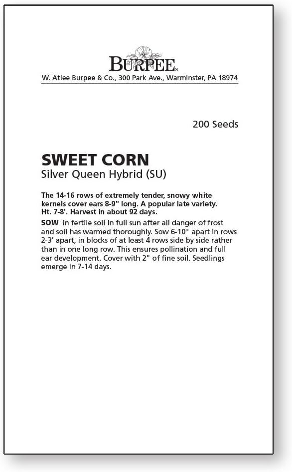 Burpee Silver Queen Sweet Corn Seeds – Classic White Sweet Corn Variety for Backyard Gardens, 200 Seeds