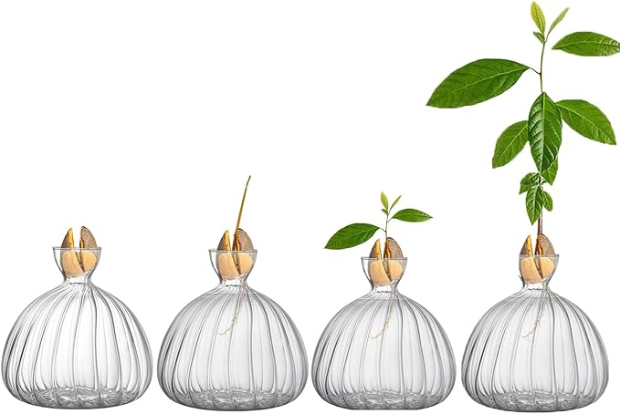 Avocado Seed Sprout Starter Vase Planter Pot, Avocado Tree Growing Vase Glass Container, Clear Striped Glass Propagation Jars for Hydroponics Plants Home Office Decoration