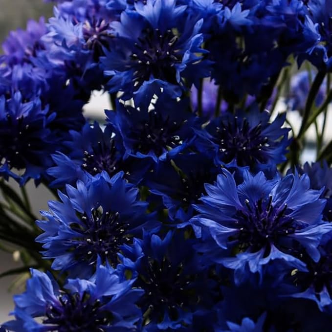 1008+ Dwarf Colorful Cornflower Seeds Perennial, Cornflower Seeds Mix for Planting, Corn Flower Seed Non-GMO Heirloom Plant Seed Gardens Outdoor