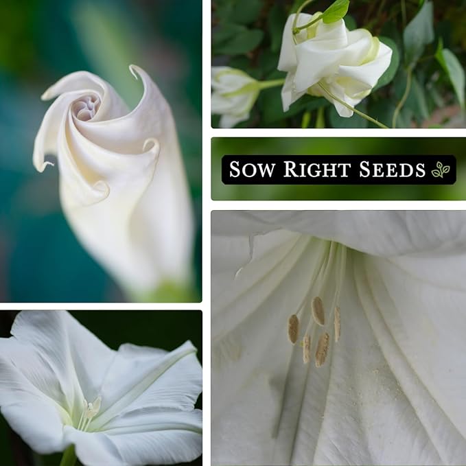 Sow Right Seeds - Moonflower (Ipomoea alba) Flower Seeds for Planting - Non-GMO Heirloom Flowers to Grow in Your Home Garden - Vining Plant for Beautiful Evening Blooms - Wonderful Gift (2)