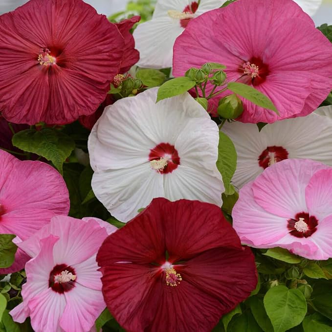 Outsidepride Luna Mix Hibiscus Seeds - 10 Pcs Perennial Flower Seeds for Planting Pollinator-Friendly, Large & Elegant Blooms with Dense Dark Green Foliage for Containers, Pots, & Garden Spaces