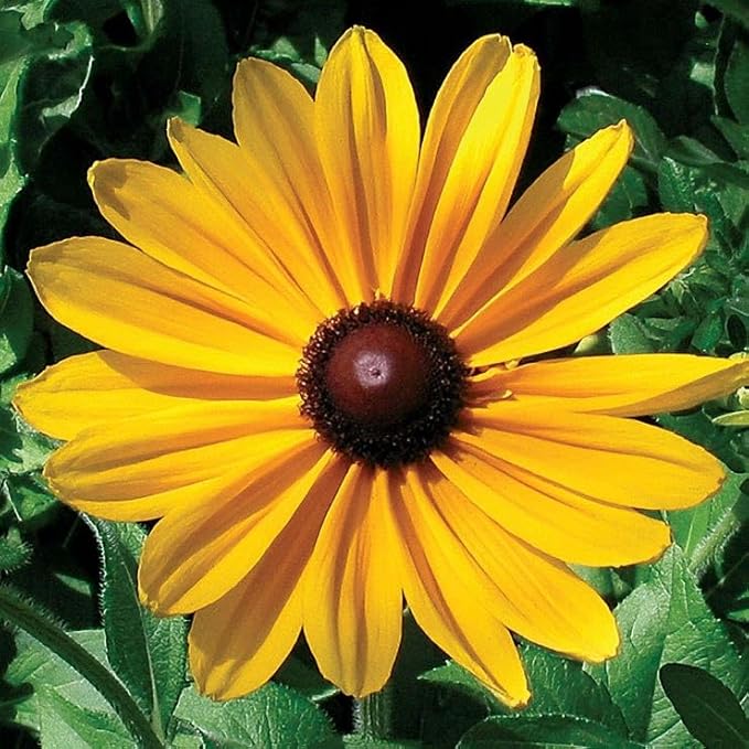 Park Seed Indian Summer Rudbeckia Seeds - Pack of 100 Seeds, AAS Winner 1995, Vibrant Yellow and Red Blooms, Perfect for Garden Borders and Cut Flowers