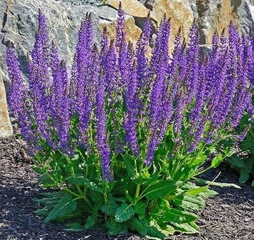 SAVOIR 100PCS Seeds May Night Blue Salvia Meadow Sage Organic Ornamental Perennial Flowers Seed Planting Outdoors Garden