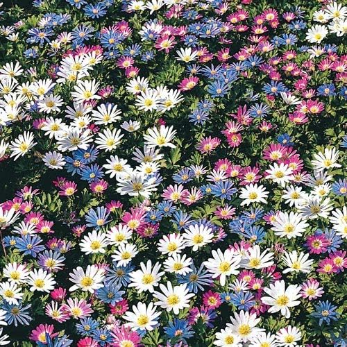 Anemone Blanda Mix Bulbs for Planting - Perennial, Attracts Bees & Showy Flowers | Blooms in Mid Spring, Easy to Grow & Maintain (50 Pack)
