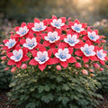 500+ Columbine Seeds for Planting Outdoors – Aquilegia Perennial Flower Seeds, Pollinator Friendly Wildflower Garden Flowers, Cottage Garden Flower Seeds for Spring Planting (Red,1000)