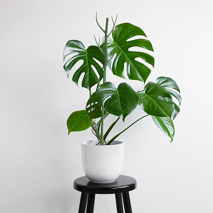 16 Pack Stackable Monstera Plant Support, 27.5 Inch Climbing Plants Support Structures for Indoor Outdoor Plants, 20 Orchid Clips & 16 Twist Clips & 65.5ft Twist Ties