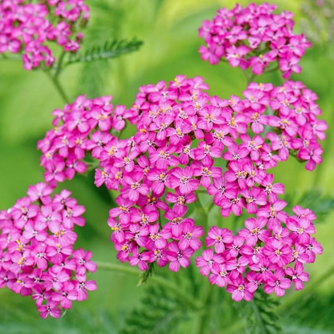 1000+Perennial Mixed Yarrow Flowers Seeds for Planting Outdoor Garden, Non-GMO,Heirloom