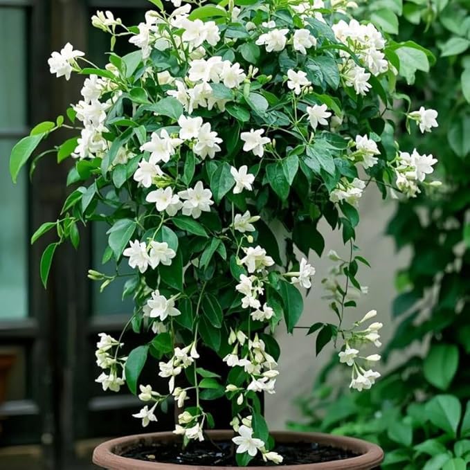 Climbing Weeping Jasmine Seeds for Planting, 300+pcs Fragrant Climber Jasmine Perennial Flower Seeds Plants, Heirloom Non-GMO Beauty Climbing Flowers for Home Garden Outdoors