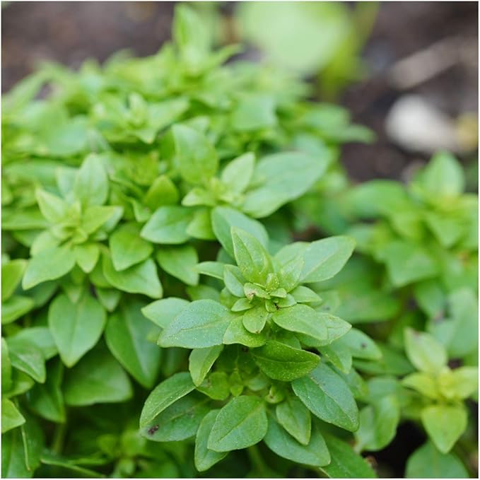 Seed Needs Spicy Globe Basil Seeds for Planting - Non-GMO Heirloom & Untreated Culinary Herb Seed to Plant an Indoor or Outdoor Home Grown Kitchen Garden (2 Packs)