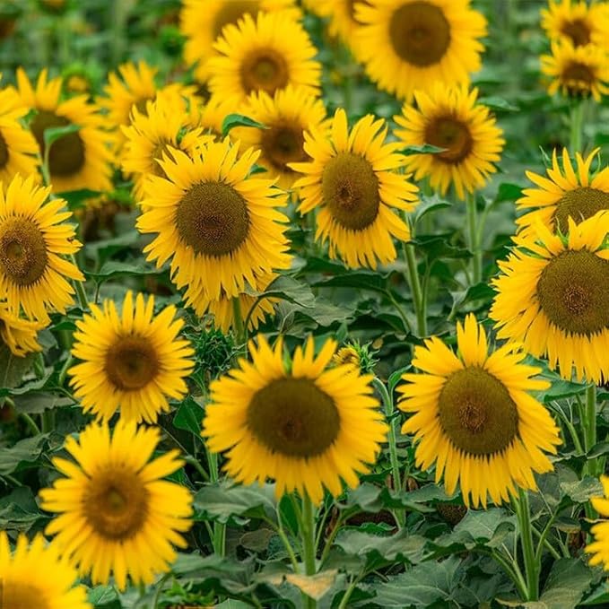 Mix Sunflower Seeds for Planting, 500+pcs Rare Perennial Sunflower Flowers Seeds to Plant, Non-GMO Heirloom Colored Beauty Flowers Plants Attracts Pollinators for Home Garden Outdoors