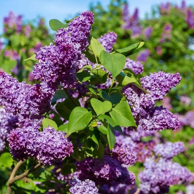 200 Mixed Lilac Seeds Perennial Fragrant Blooms - Heirloom Ornamental Shrub, High Germination & Aromatic Flowers, Perfect for Patio
