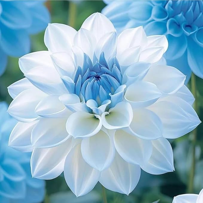 100+ Labyrinth Dahlia Seeds for Planting - Exotic Labyrinth Dahlias Seeds Flower Non-GMO Heirloom Garden for Indoor Outdoor