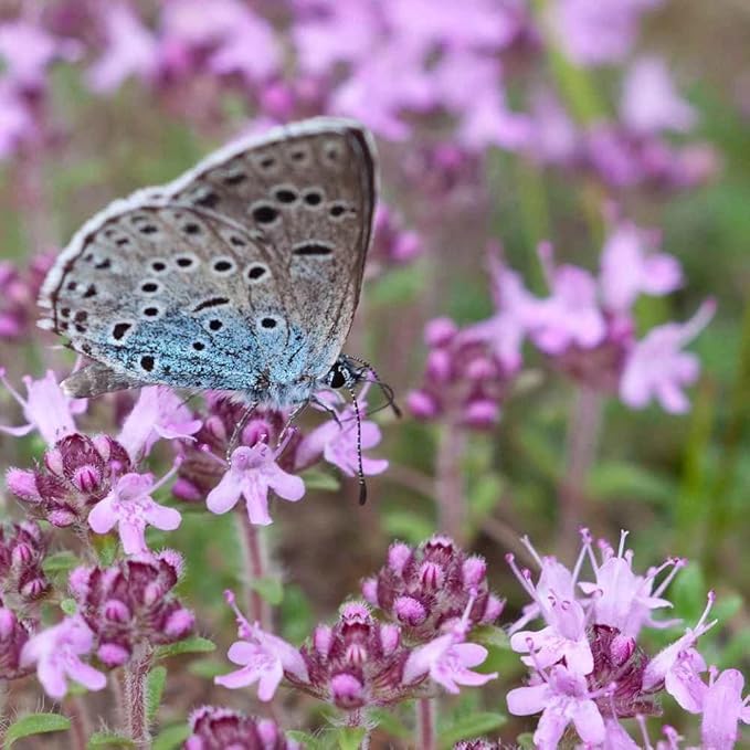 1500+ Creeping Thyme Flowers Seeds Herb Seed Thymus Serpyllum Ground Cover Plant