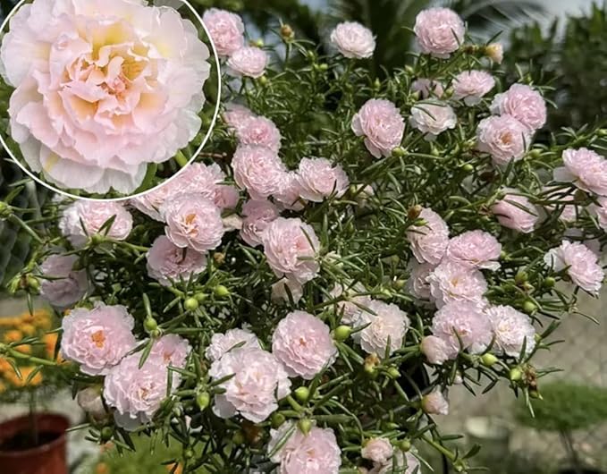 200+ Light Pink Moss Rose Seeds Portulaca Grandiflora Vietnam Rose Flowers Seeds Heirloom Succulent Ground Cover Flowers