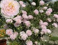 200+ Light Pink Moss Rose Seeds Portulaca Grandiflora Vietnam Rose Flowers Seeds Heirloom Succulent Ground Cover Flowers