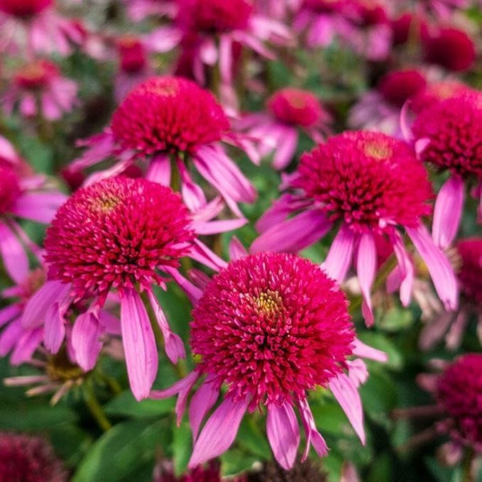 1000+ Mix Double Coneflower Seeds - Coneflower Seeds Echinacea Flower Perennial Bloom Flowers Rare Coneflower Plant Flower