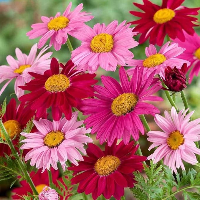 2000+ Pyrethrum Tanacetum coccineum - Flower Garden Seeds - Perennial Flower Seeds
