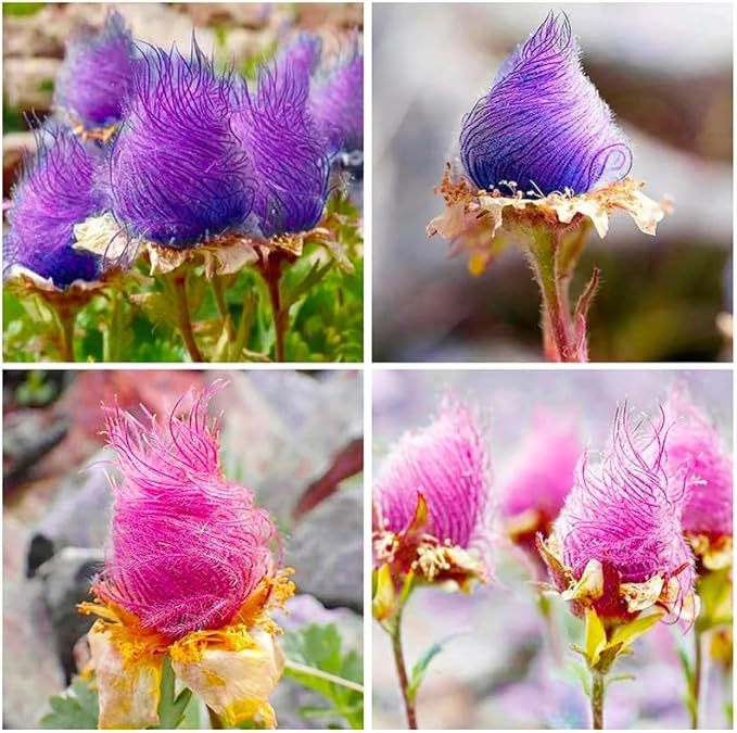 100+ Mix Rare Prairie Smoke Seeds for Planting - Rare Geum triflorum Seeds Native Wildflower