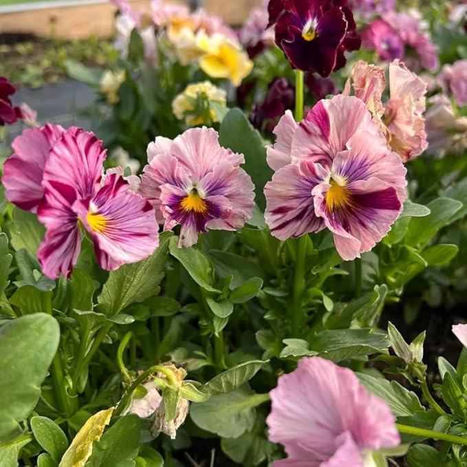 100+ Chianti Mix Pansy Seeds Heirloom Flowers Ground Cover Garden Planting