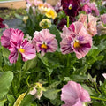 100+ Chianti Mix Pansy Seeds Heirloom Flowers Ground Cover Garden Planting