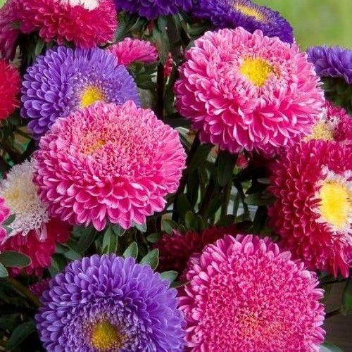 Seeds Aster Pompon Mix Giant Flower Annual Outdoor Garden Cut for Planting Non GMO