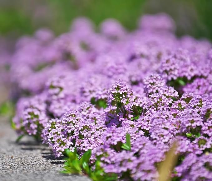 1500+ Creeping Thyme Flowers Seeds Herb Seed Thymus Serpyllum Ground Cover Plant