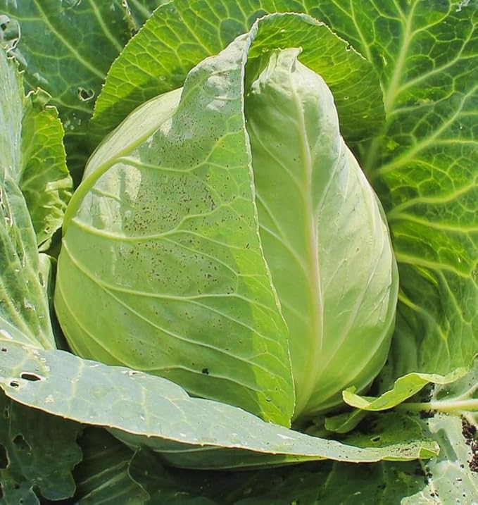 1000 Early Jersey Wakefield Cabbage Seeds for Planting Heirloom Non-GMO 4+ Grams Garden Vegetable Bulk Survival Hominy