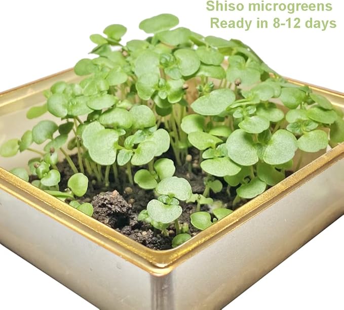 200ct+ Perilla Seeds,Non GMO Seed for Sprouting, Heirloom Vegetable Seed for Planting. Great Hydroponic Seeds for Pods(Egoma/Sesami Herb Seed #2,Perilla Shiso Seed紫苏,Green-1g)