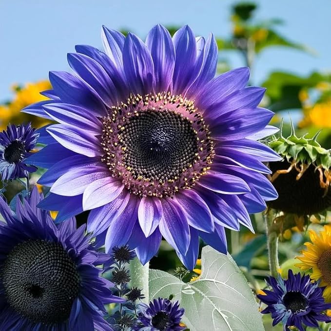 100 Mixed Sunflower Seeds (Helianthus annuus) – Non-GMO Rare Variety with Vibrant Multi-Color Blooms, Drought-Tolerant & Pollinator-Friendly for Outdoor Home Gardens