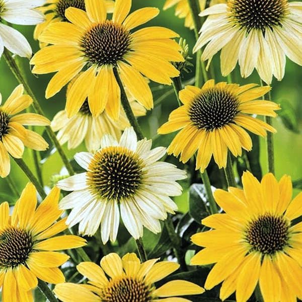 Outsidepride Mellow Yellows Echinacea Coneflower Seeds - 50 Pcs Perennial, Deer-Proof & Drought Tolerant Flower Seeds with Daisy-Like Blooms for Pollinator-Friendly Gardens, Borders, & Meadows