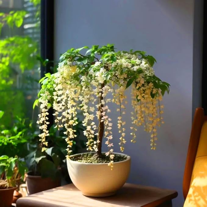 Climbing Weeping Jasmine Seeds for Planting, 300+pcs Fragrant Climber Jasmine Perennial Flower Seeds Plants, Heirloom Non-GMO Beauty Climbing Flowers for Home Garden Outdoors