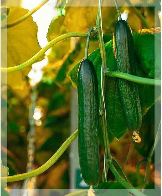 Seeds Cucumber Chinese Wonder Open-Pollinated / 60 Days/Non GMO/Heirloom