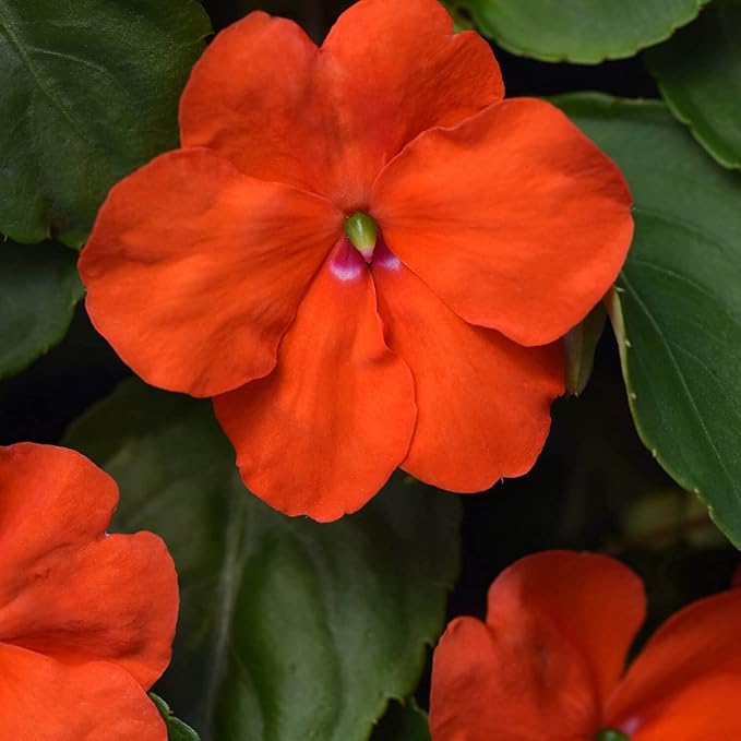 Outsidepride Beacon Orange Impatiens Flower Seeds - 50 Pcs Annual, Compact & Pollinator Friendly, Impatiens Seeds for Planting w/Vibrant, Abundant Blooms for Shade Gardens & Container Displays