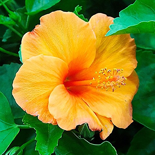 Nelson Plant Food - NutriStar Hibiscus Fertilizer - Outdoor and Indoor Plant Food - Tropical Hibiscus Fertilizer For All Flowering Tropical Plants